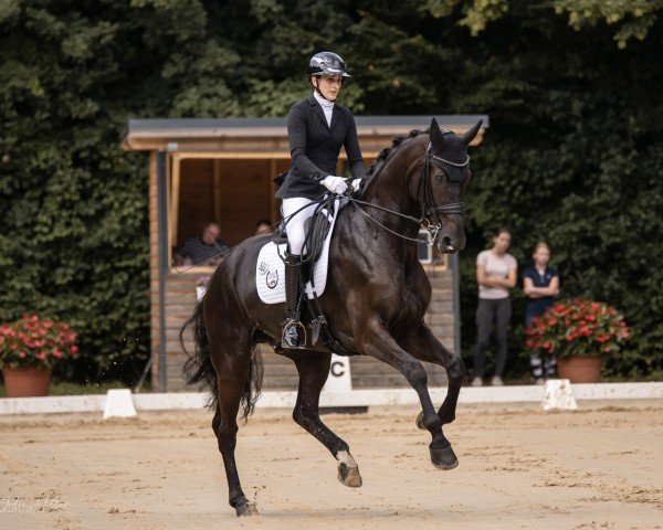 dressage horse Incendio O (Oldenburg, 2017, from Asgard's Ibiza)