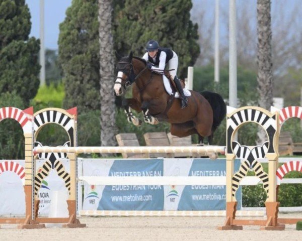 jumper Pippa van de Zandhoeve (Belgian Warmblood, 2015, from Marius Claudius)