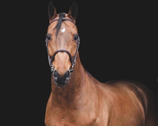 Cavallo da salto Royal Blue (Cavallo sportivo anglo-europeo, 2008, di Chacco-Blue)