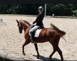 broodmare Lady Kracher B (Westphalian, 2007, from Londonderry)