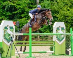 jumper Cardesj Eb Z (Zangersheide riding horse, 2013, from Comme il Faut)