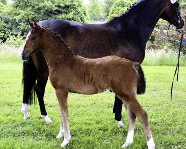 jumper Carla La Belle (Oldenburg show jumper, 2014, from Casiro I)
