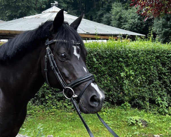 jumper Zöthen's Dali (German Riding Pony, 2010, from Wengelo's Nelson)