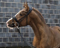 horse Nuit D'Or (German Riding Pony, 2022, from FS Next Diamond)