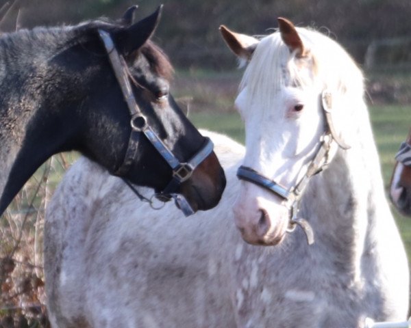 broodmare Blumberg's Caroline (Little German Riding Horse, 2008, from Camilo)