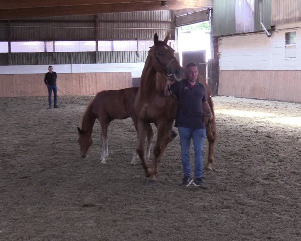 Holsteiner Fohlenschau Sommerland 2025