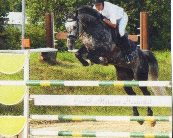 Springpferd Sheila B (Holsteiner, 2002, von Capo)