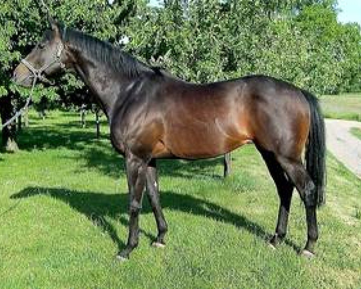 stallion Matrix xx (Thoroughbred, 2001, from Big Shuffle xx)
