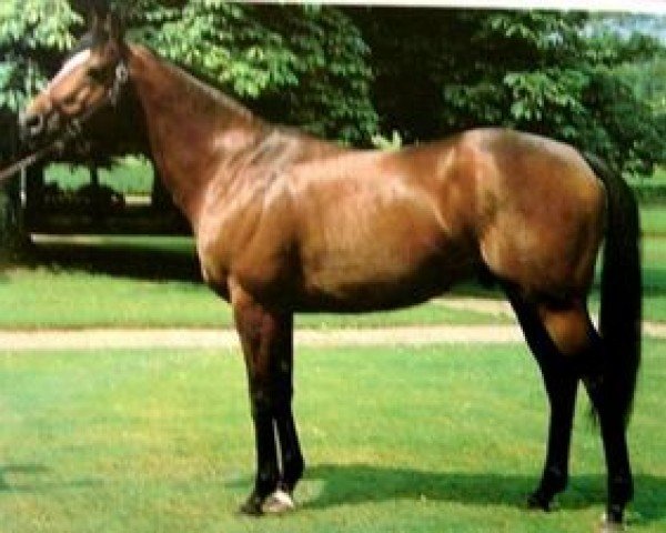 stallion Lichine xx (Thoroughbred, 1979, from Lyphard xx)