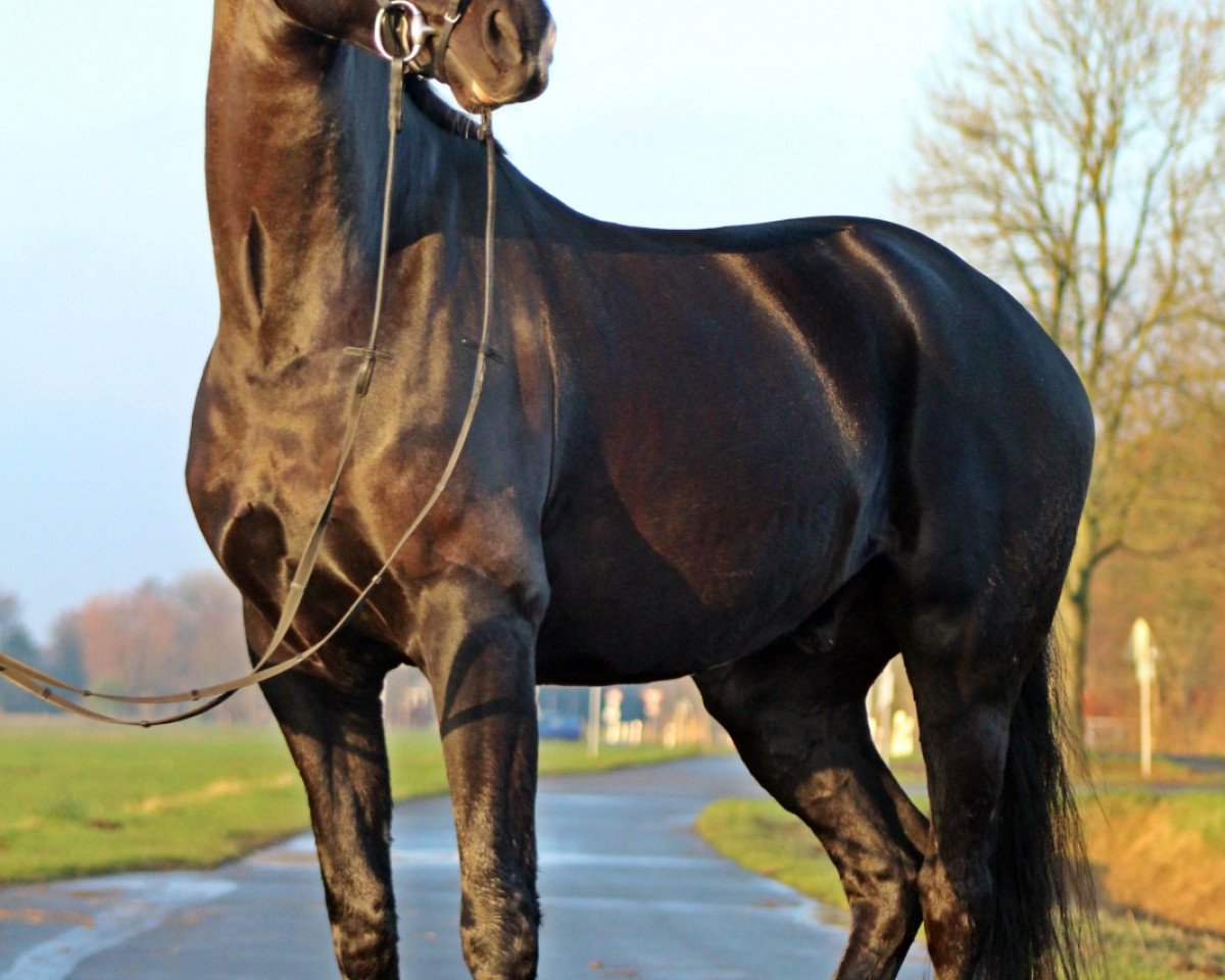 Dressurpferd Schurke (Oldenburger, 2015, von San Amour I)