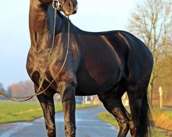 dressage horse Schurke (Oldenburg, 2015, from San Amour I)