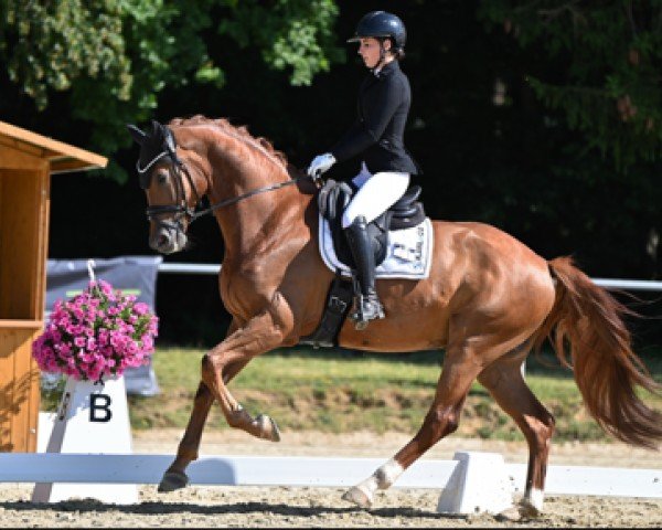 Cavallo da Dressage Superviser (Cavallo Sportivo Tedesco, 2018, di Sensation)