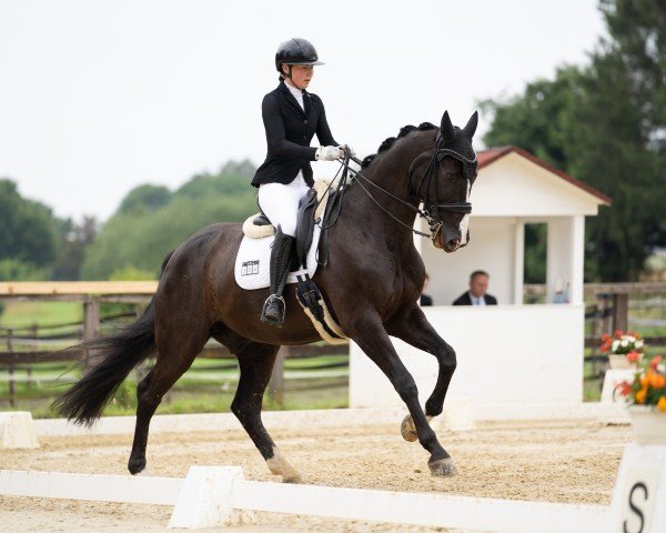 dressage horse Shadow 668 (Württemberger, 2009, from Sir Calypso)