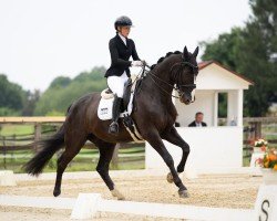 dressage horse Shadow 668 (Württemberger, 2009, from Sir Calypso)