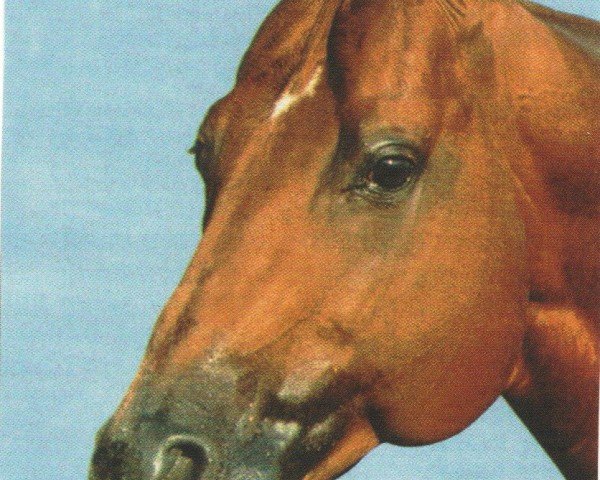 Pferd Docs Showtime (Quarter Horse, 1981, von Doc's Sidewinder)
