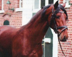 dressage horse Relator Yet (Pura Raza Espanola (PRE), 2008, from Embajador XXX)