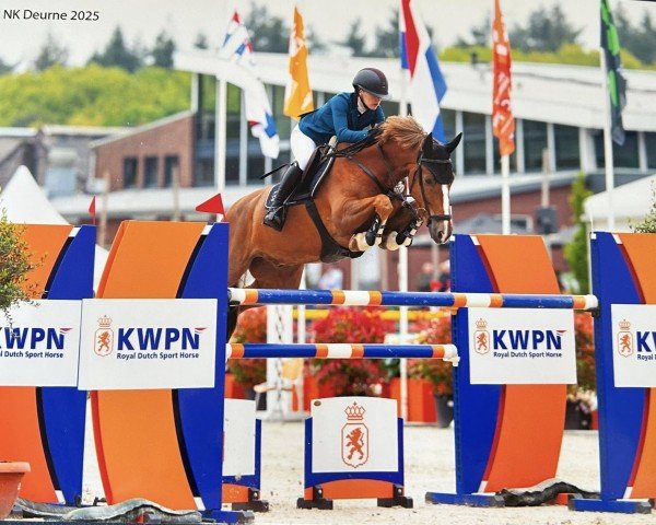 jumper Corney Z (Zangersheide riding horse, 2016, from Carthino Z) jumper Corney Z (Zangersheide riding horse, 2016, from Carthino Z)