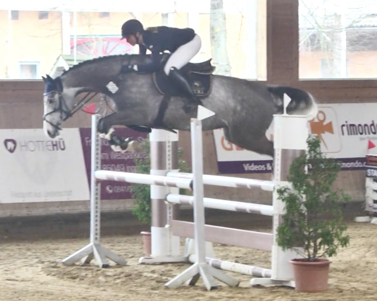 jumper Quick Coulour GE (German Sport Horse, 2015, from Quick Amour GE)