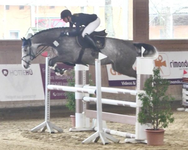 jumper Quick Coulour GE (German Sport Horse, 2015, from Quick Amour GE)