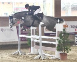 jumper Quick Coulour GE (German Sport Horse, 2015, from Quick Amour GE)