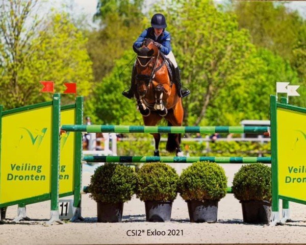 jumper Jacoba Stud Imosa (KWPN (Royal Dutch Sporthorse), 2013, from Biscayo)