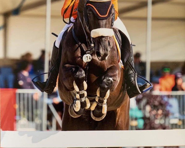 broodmare Providence (Zangersheide riding horse, 2007, from Air Jordan Z 2)
