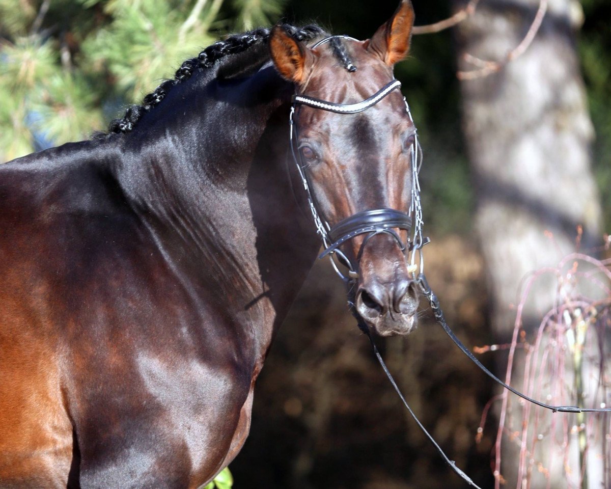 Stallion Weltissimo 3 (Oldenburger, 1996, from Welt Hit II)
