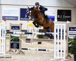 Cavallo da salto Quinken (Holsteiner, 2006, di Quintero)