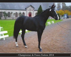stallion Cimeon de Quetteville (Selle Français, 2012, from Qlassic Bois Margot)