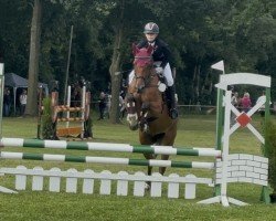 Springpferd Chin Zano (KWPN (Niederländisches Warmblut), 2009, von Zapatero VDL)