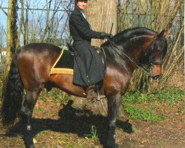 stallion Don Generoso (Pura Raza Espanola (PRE), 2001, from Escribano XII)