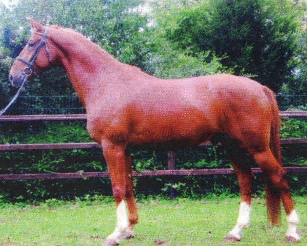 dressage horse Dean Martin 8 (Westphalian, 2006, from Dream On)