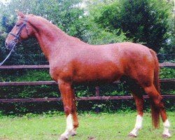 Cavallo da Dressage Dean Martin 8 (Westfale, 2006, di Dream On)