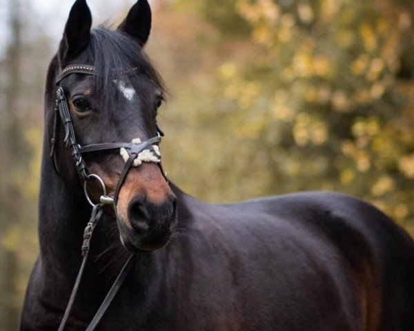 jumper Cecy Lion (German Riding Pony, 2005, from Fs Chiwago)