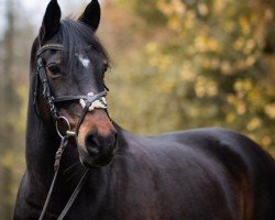 jumper Cecy Lion (German Riding Pony, 2005, from Fs Chiwago)