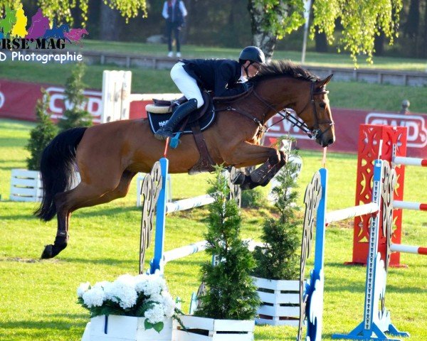 jumper Camilly Z (Zangersheide riding horse, 2004, from Crown Z)