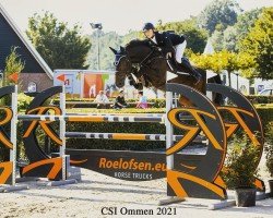 jumper Infinity (KWPN (Royal Dutch Sporthorse), 2013, from Tangelo van de Zuuthoeve)