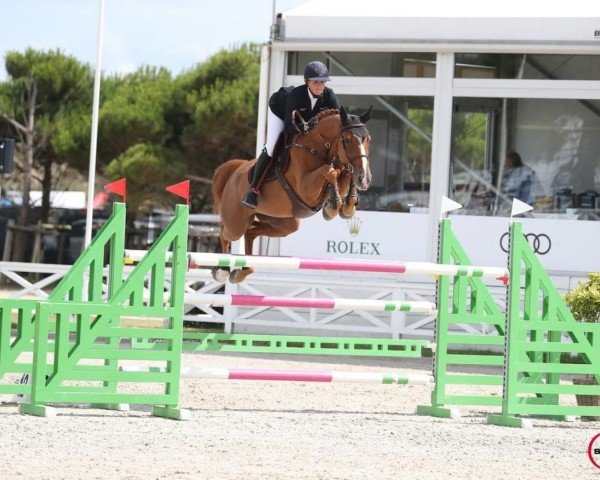 jumper Optima vd Bisschop (Belgian Warmblood, 2014, from Denzel Vt Meulenhof)