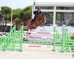 Springpferd Optima vd Bisschop (Belgisches Warmblut, 2014, von Denzel Vt Meulenhof)