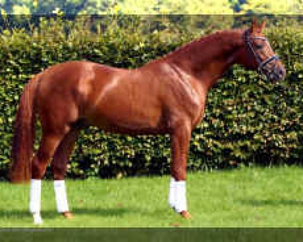 Deckhengst Favorit HW (Westfale, 2013, von Franziskus FRH)