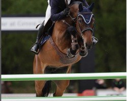 broodmare Chella II de Laubry Z (Zangersheide riding horse, 2015, from Casalito)