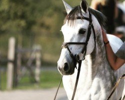 Springpferd Quinton Z (Zangersheide Reitpferd, 2014, von Quiwi Dream)
