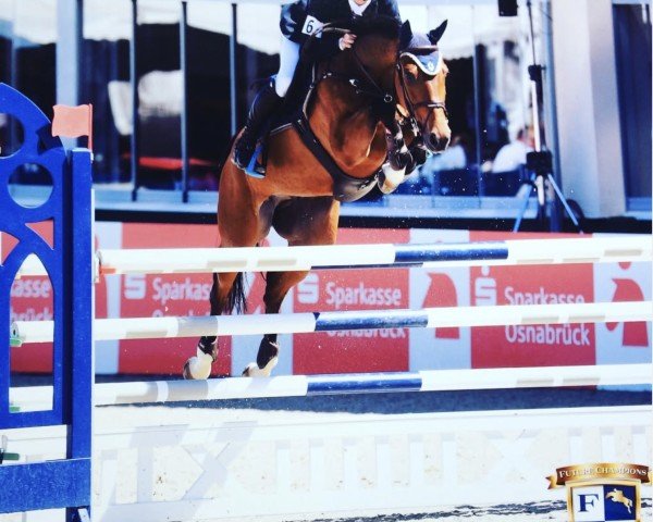 jumper Dubai (KWPN (Royal Dutch Sporthorse), 2008, from Colandro)