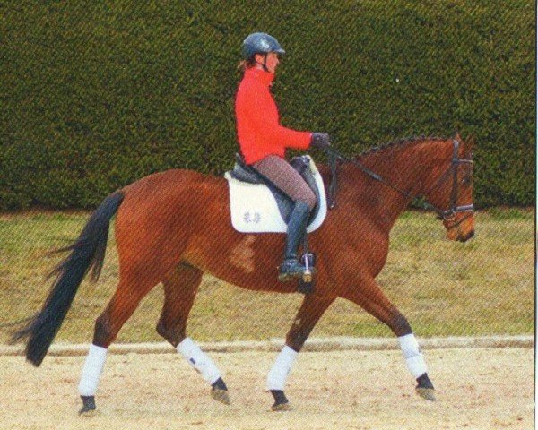 dressage horse Luxor 144 (Trakehner, 2009, from Tambour)