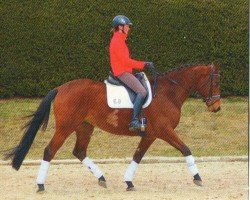 dressage horse Luxor 144 (Trakehner, 2009, from Tambour)