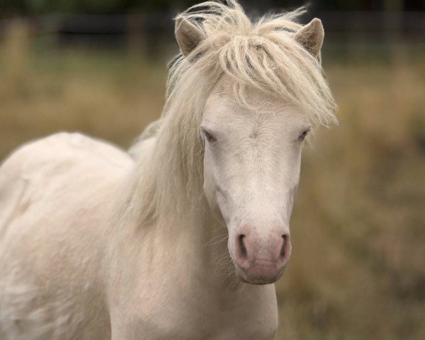 Deckhengst Vajavo von Salza (Shetland Pony, 2024, von Meerhusens Valentino)