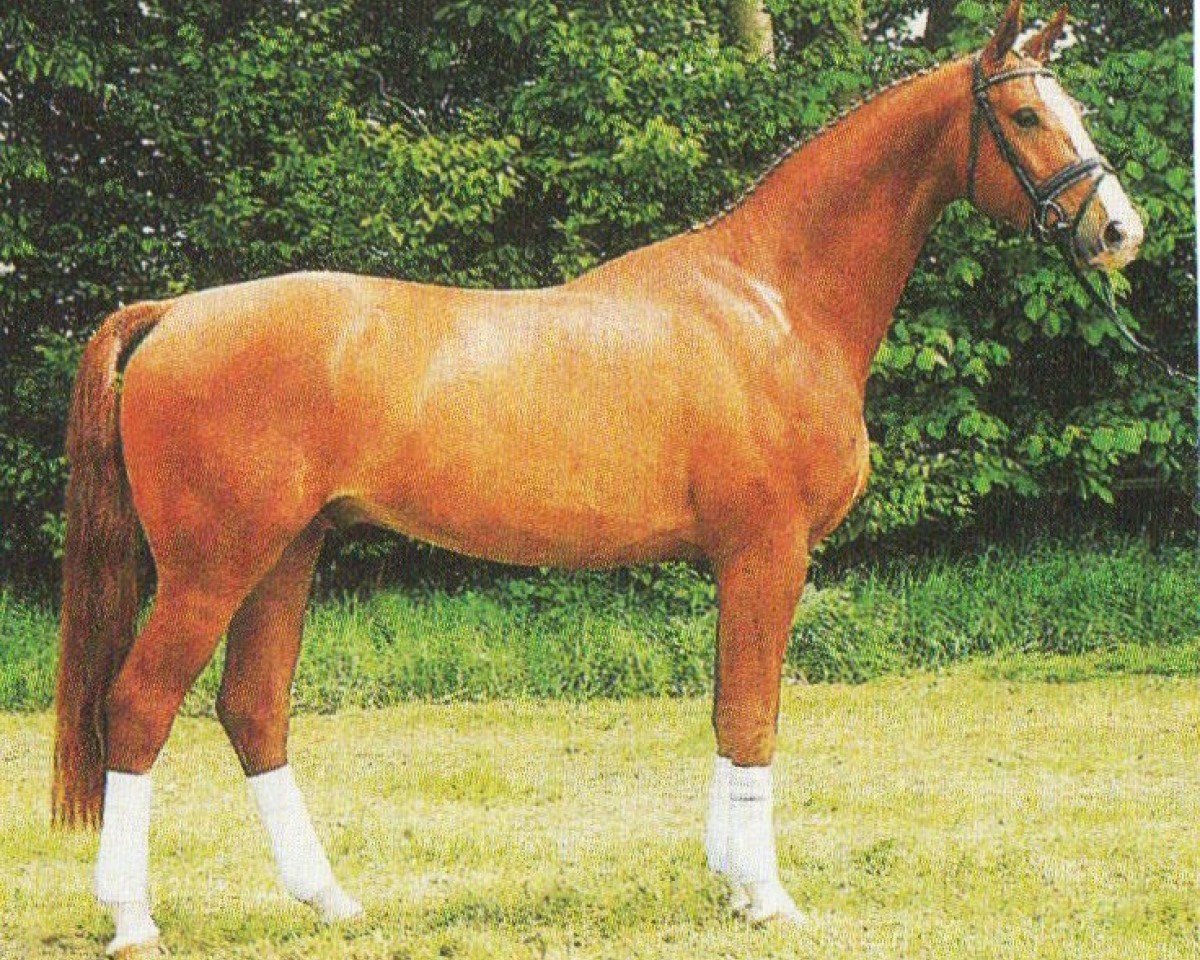 dressage horse Allegro 365 (Hanoverian, 2000, from Akatschi)