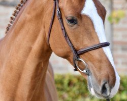 Springpferd Tinka's Junior Z (Zangersheide Reitpferd, 2016, von Tinka's Boy)