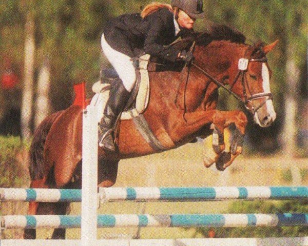 jumper Park's Tamina (New Forest Pony, 1996, from Feldhof's Orator)