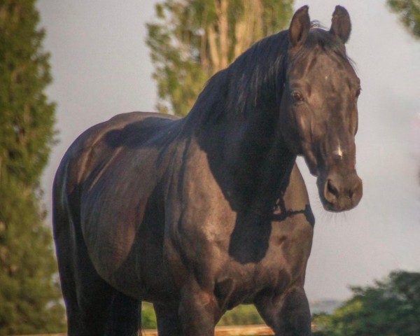 Stallion Apor (Hungarian Warmblood,  , from Alcatraz)